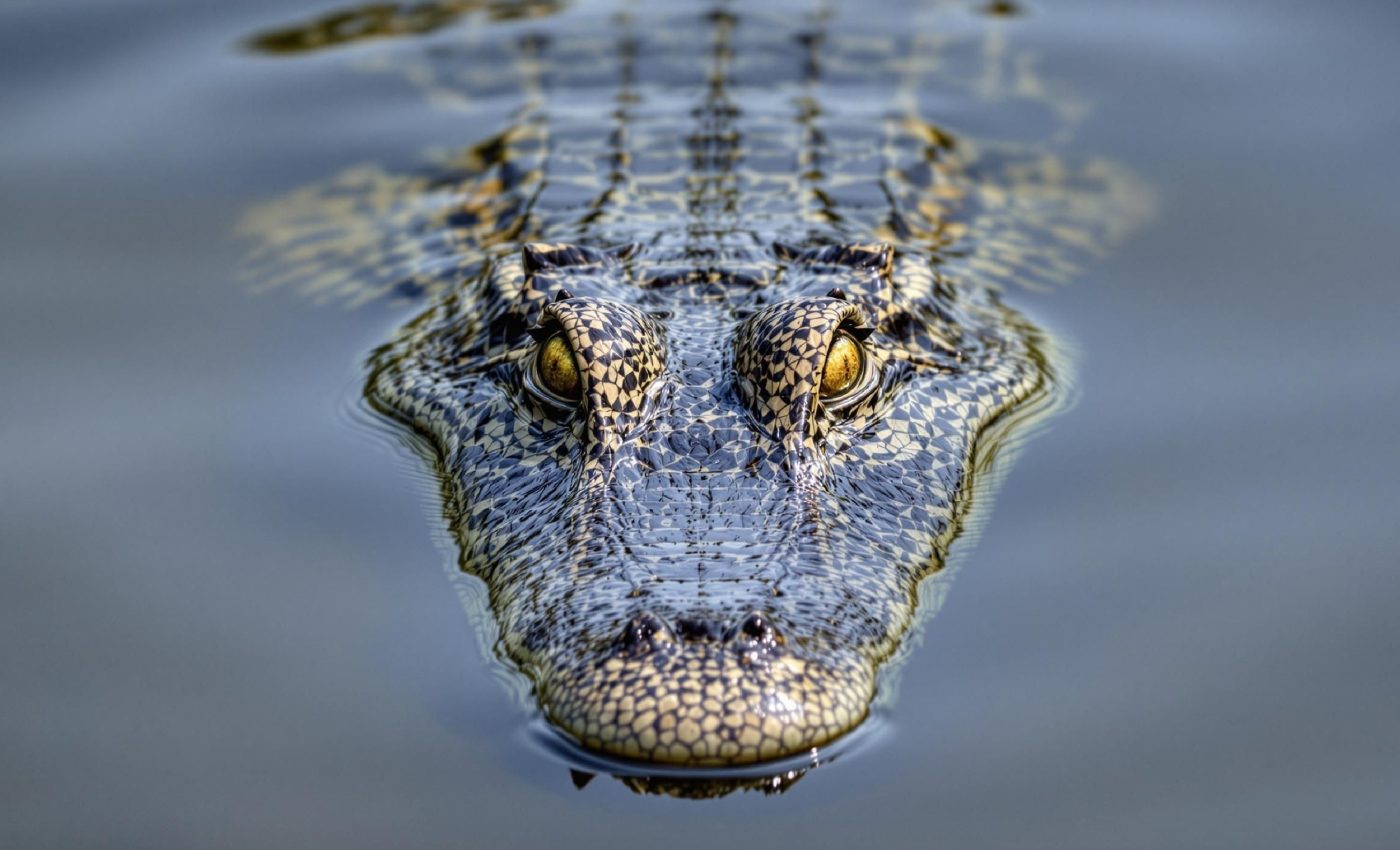 How crocodiles survived Earth's biggest mass extinctions