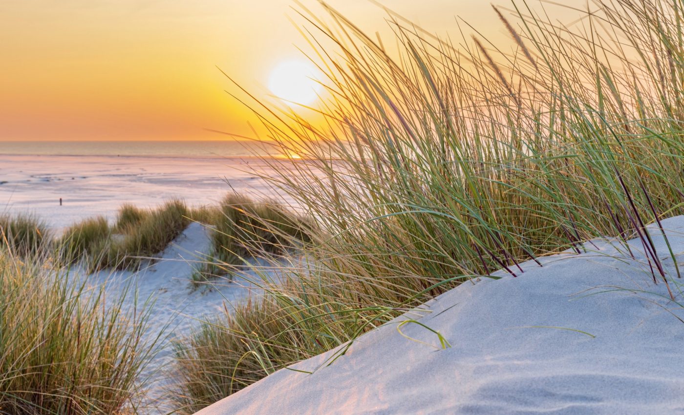 Healthy dune systems on barrier islands protect coastal cities