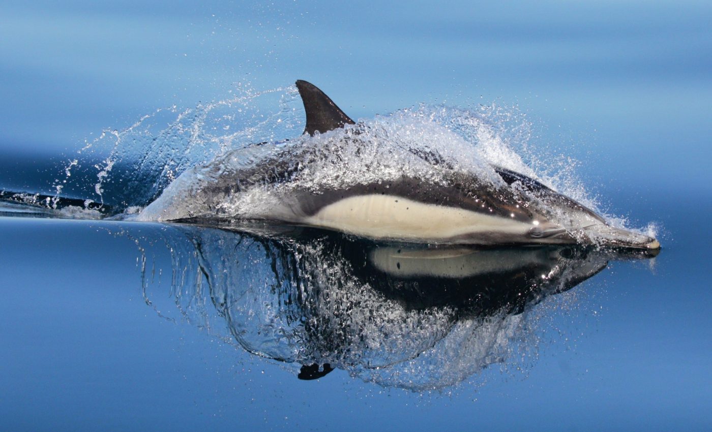 Dolphins face serious threats from chemical pollution and ocean warming