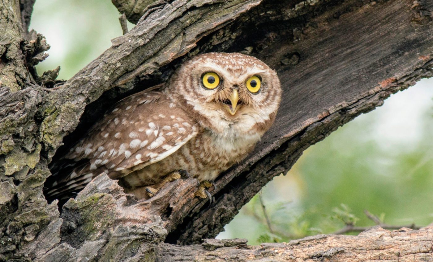 Endangered Species Act faces its biggest legal shift in decades