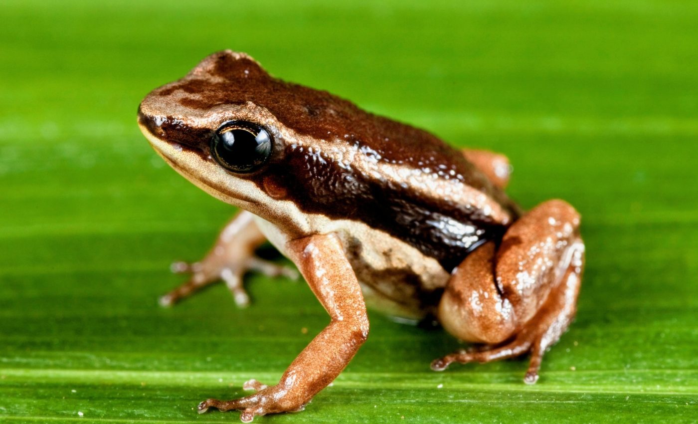 Does Mother Nature have rights? A tiny frog has joined the fight