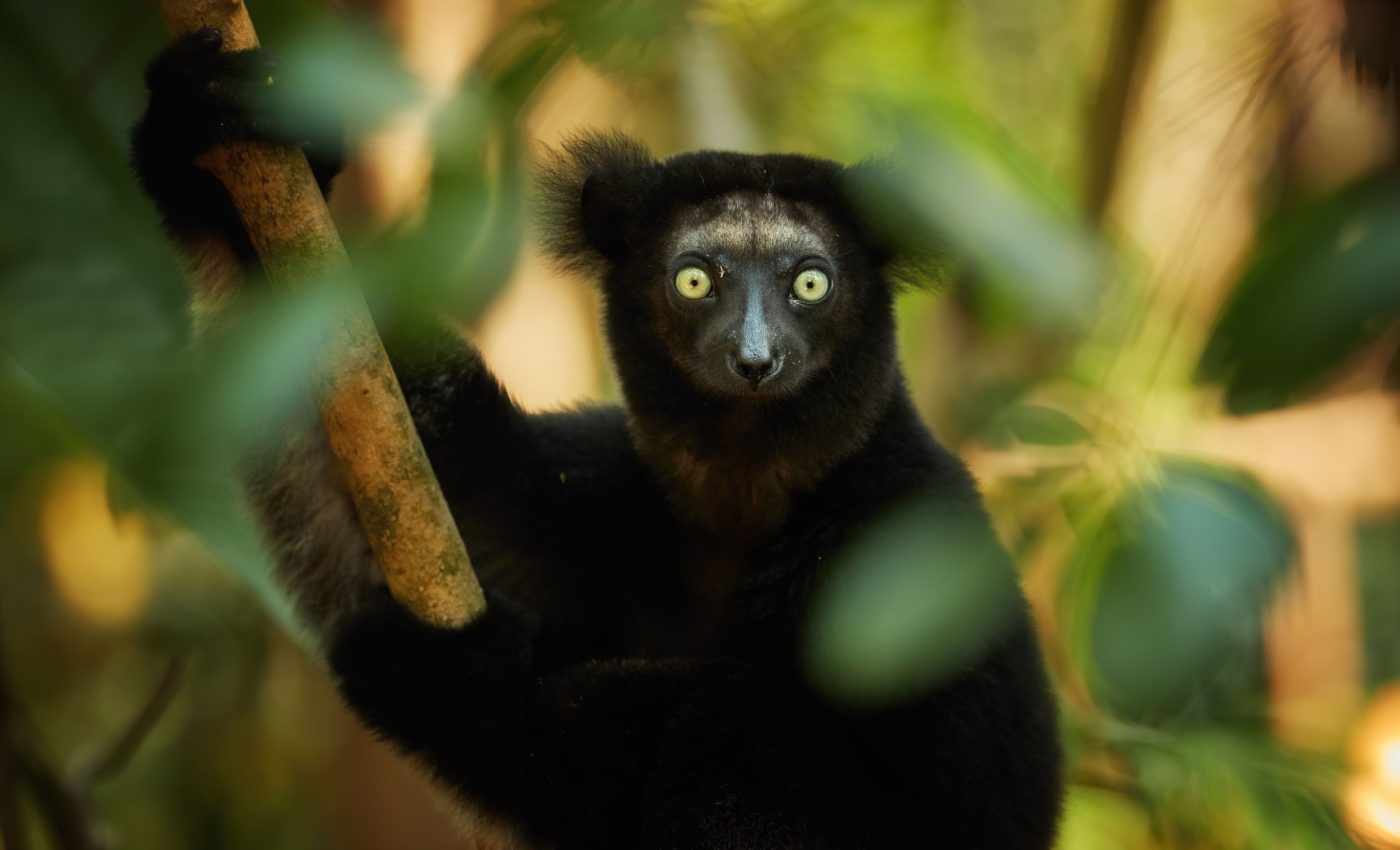 Hormones influence power and peace in lemur society