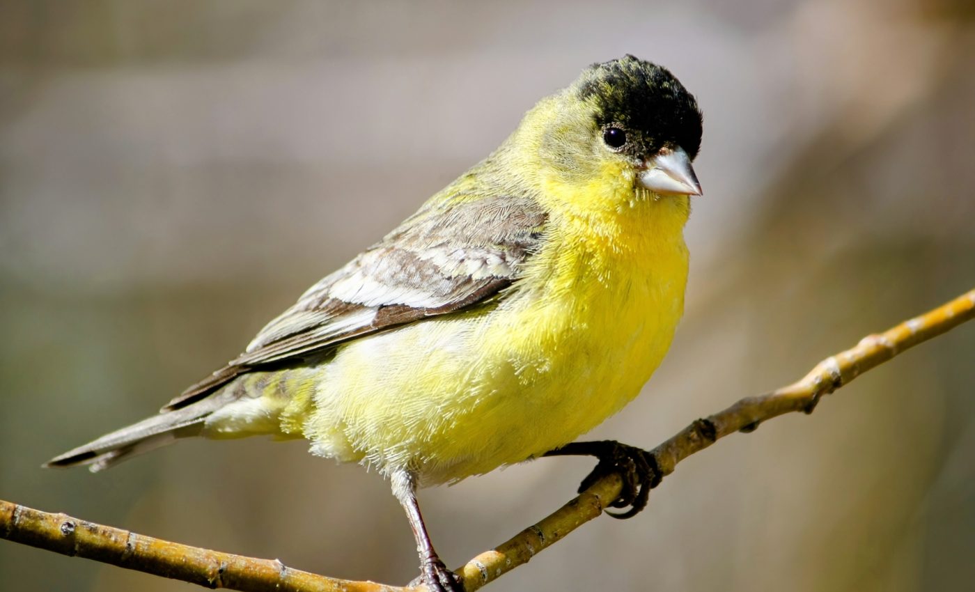 Goldfinches are moving to new homes in unusual places