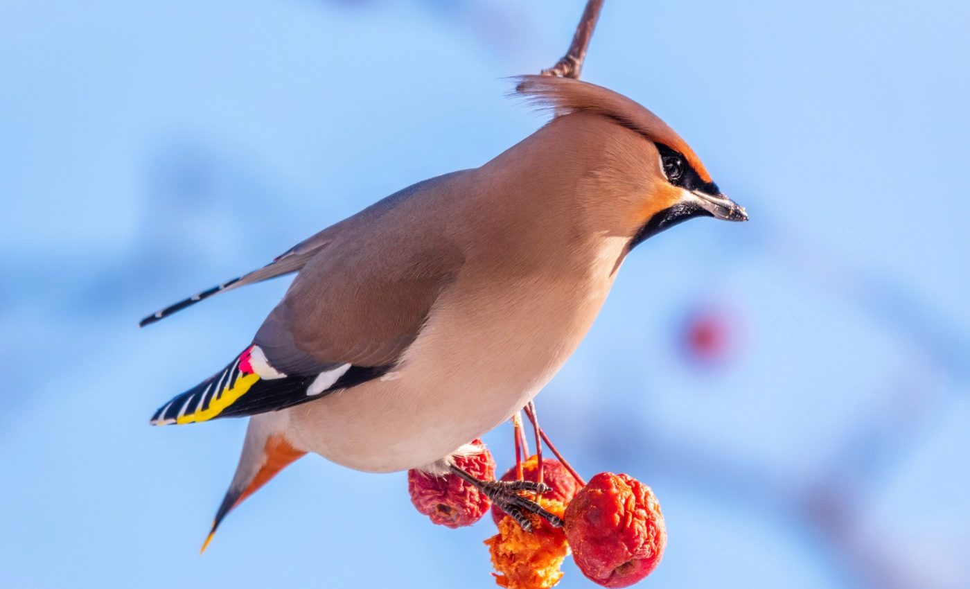 Big brains and wide ranges can't save birds from climate change