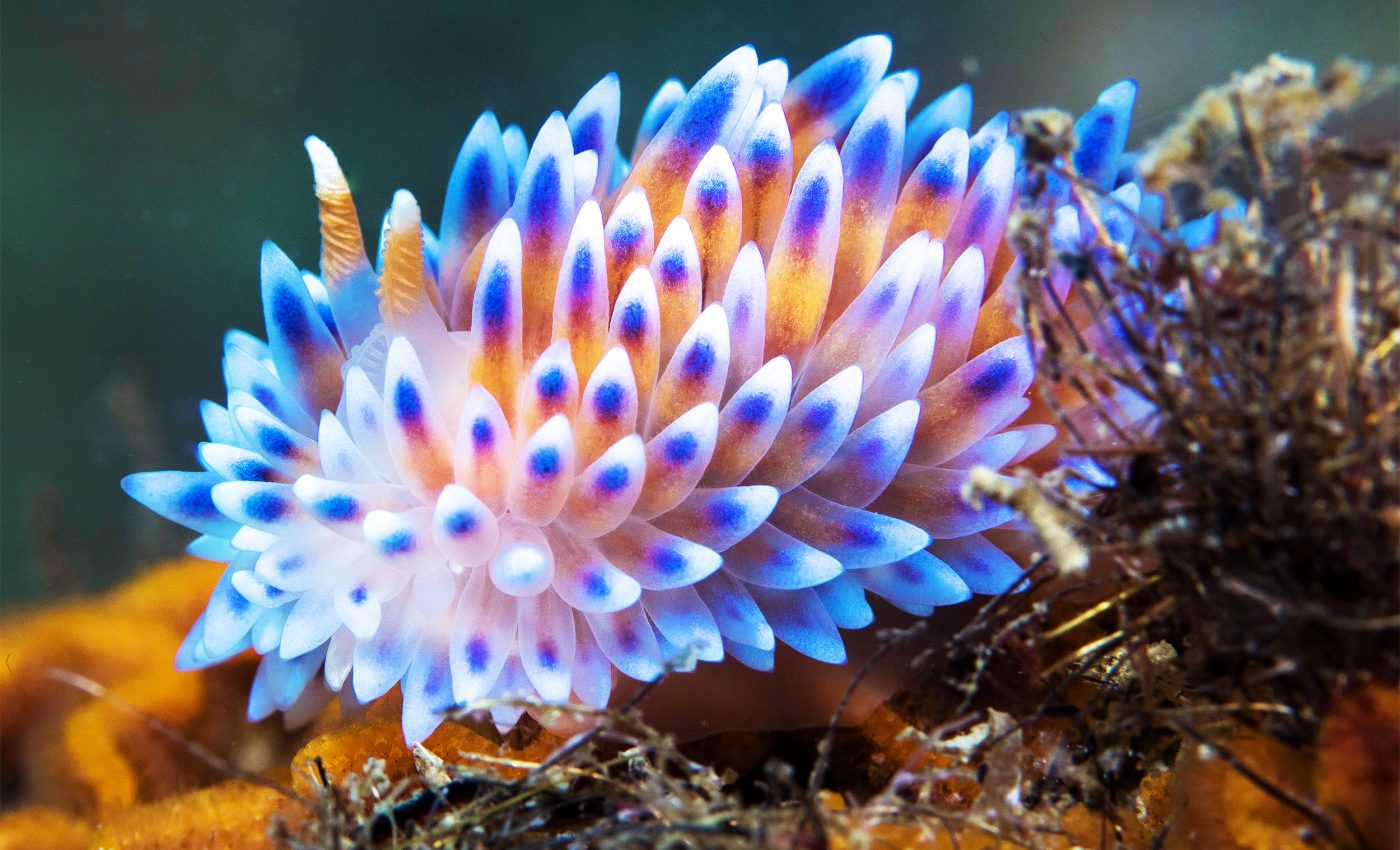Sea slugs are very tiny, but they might also be the most beautiful creatures in the seas