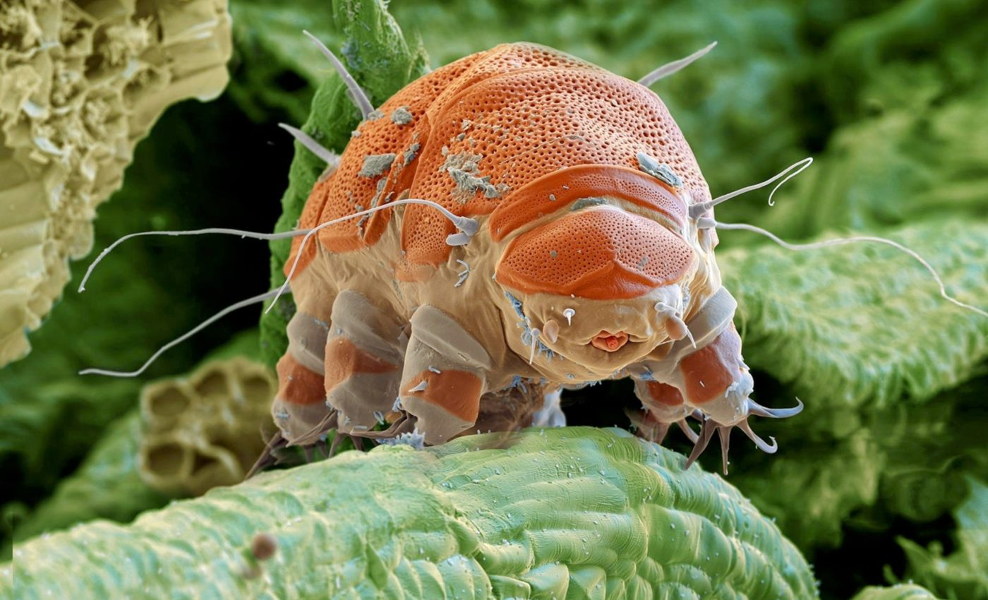 Scientists found a way to put tattoos on the smallest, toughest creatures on Earth