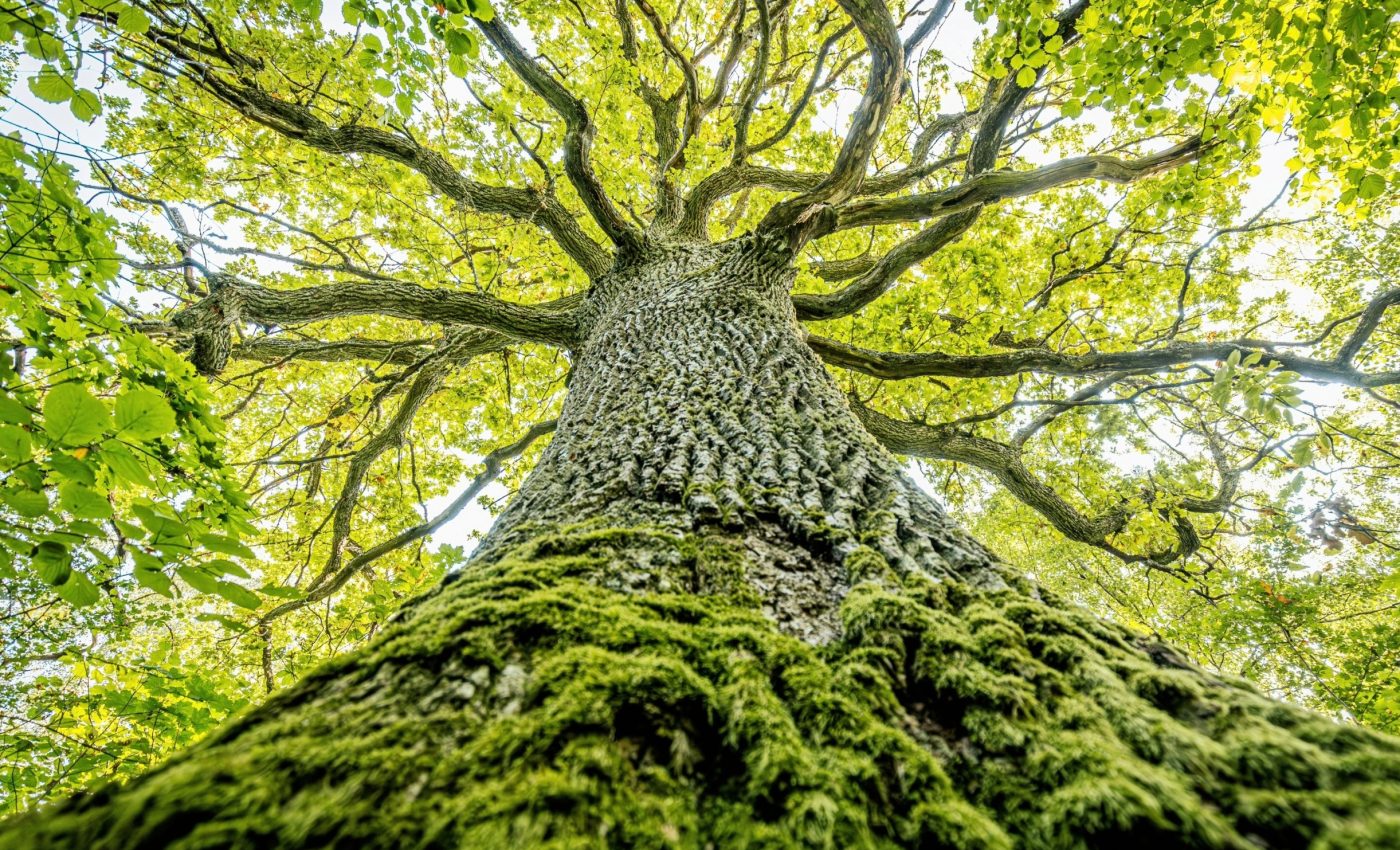 Yeast in forests reveals a story of ancient human migration