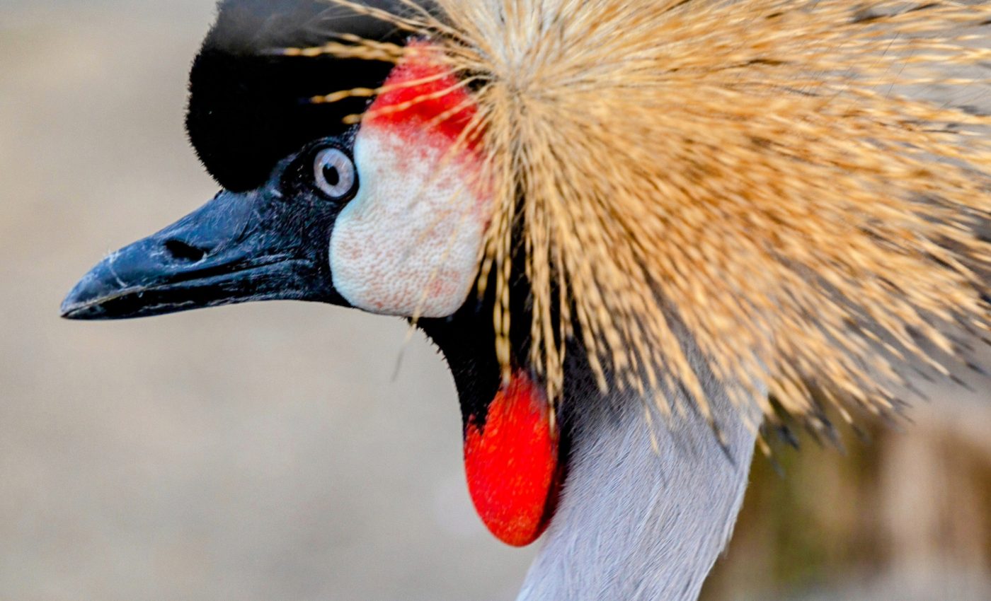 Climate change is the largest threat to U.S. endangered species