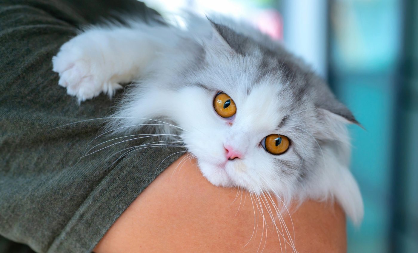 Our love for 'baby faces' reshaped cat and dog evolution