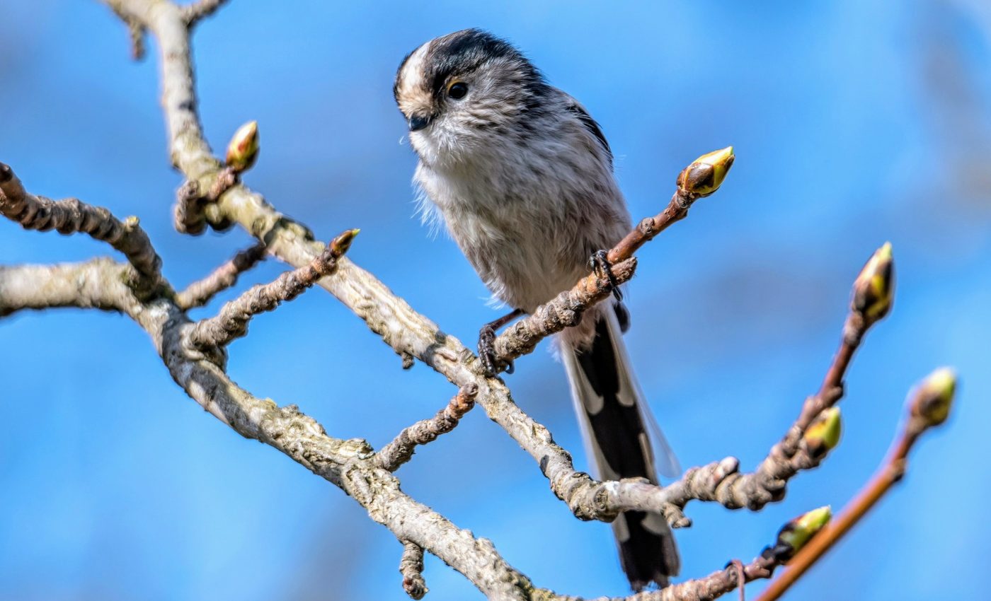 Long-tailed tits migrate in family units and maintain lasting bonds
