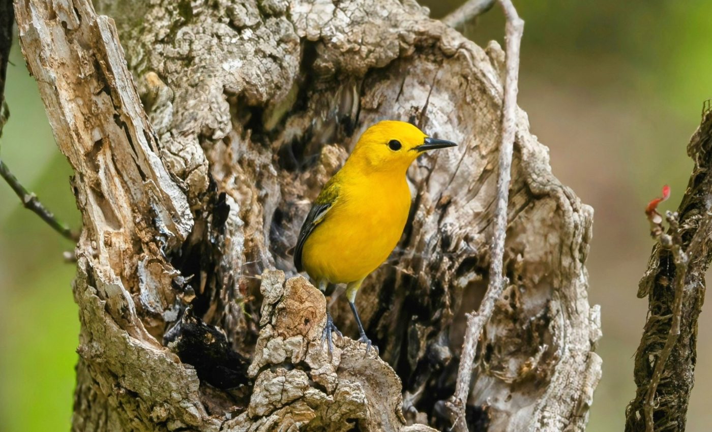 Angry birds: Why some females are more aggressive