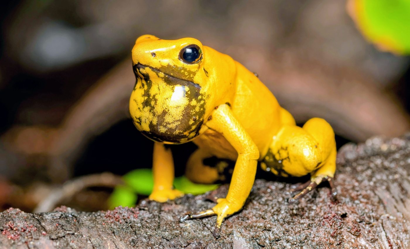 Frog mating calls teach bats which prey to avoid
