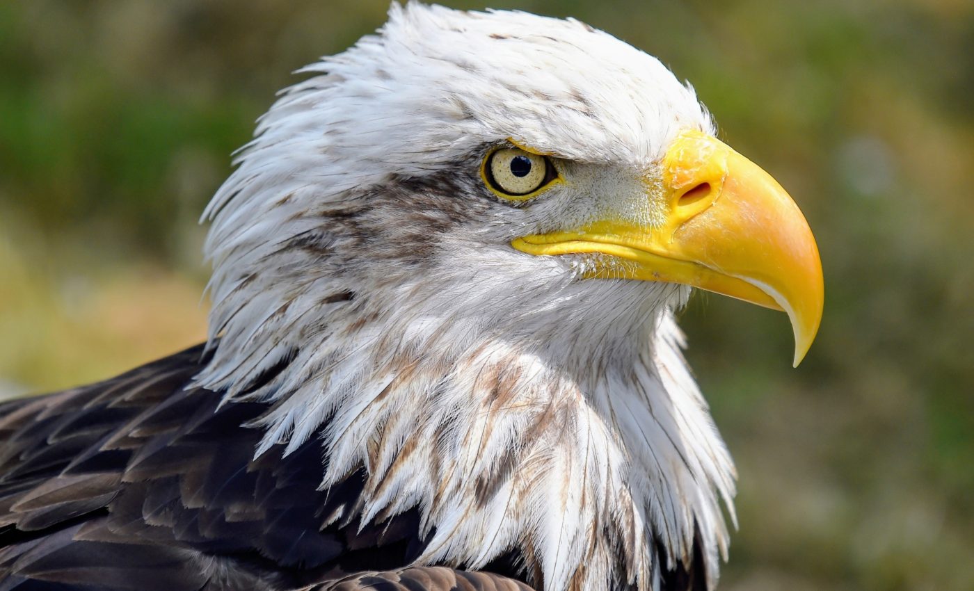 Bird beaks aren't random - they follow a hidden pattern