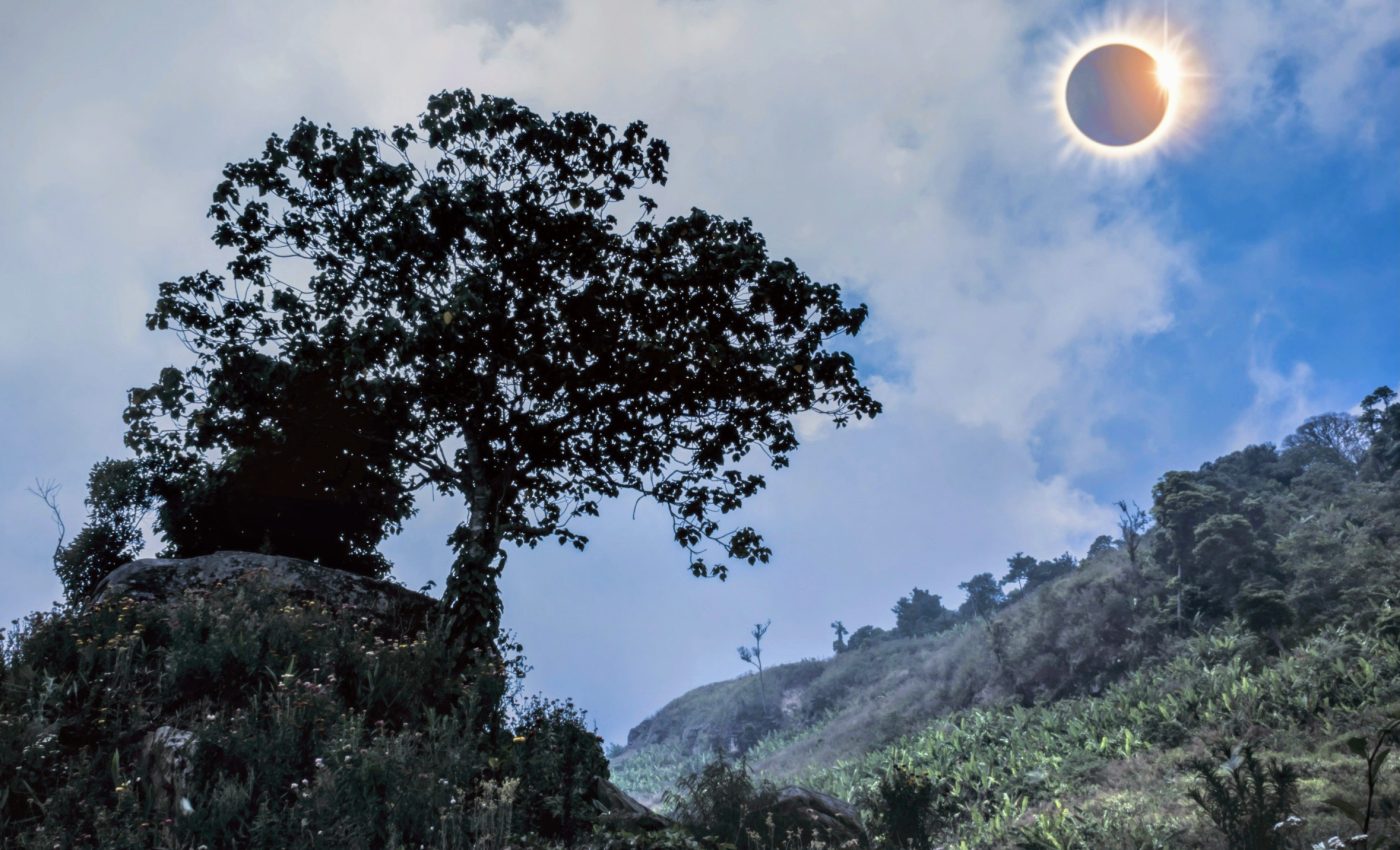 Trees sync up their communication signals before a solar eclipse