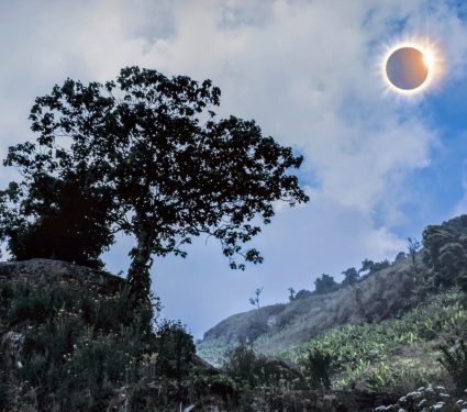2025/04/Tree-eclipse.jpg
