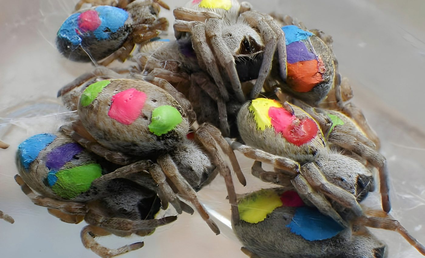 Do spiders have personalities? What new research reveals