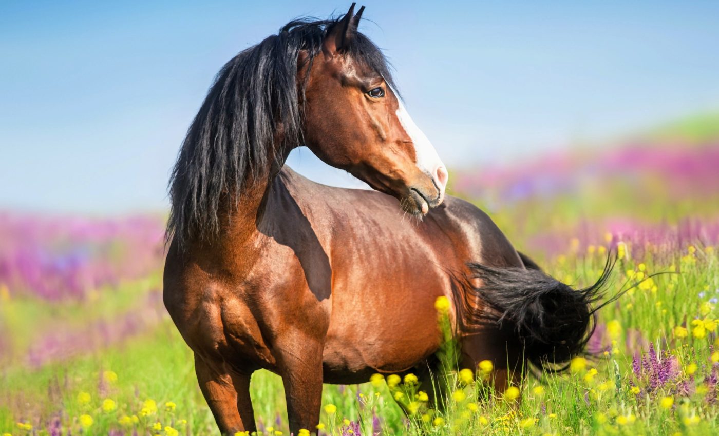Horse genetics could unlock breakthroughs in human medicine
