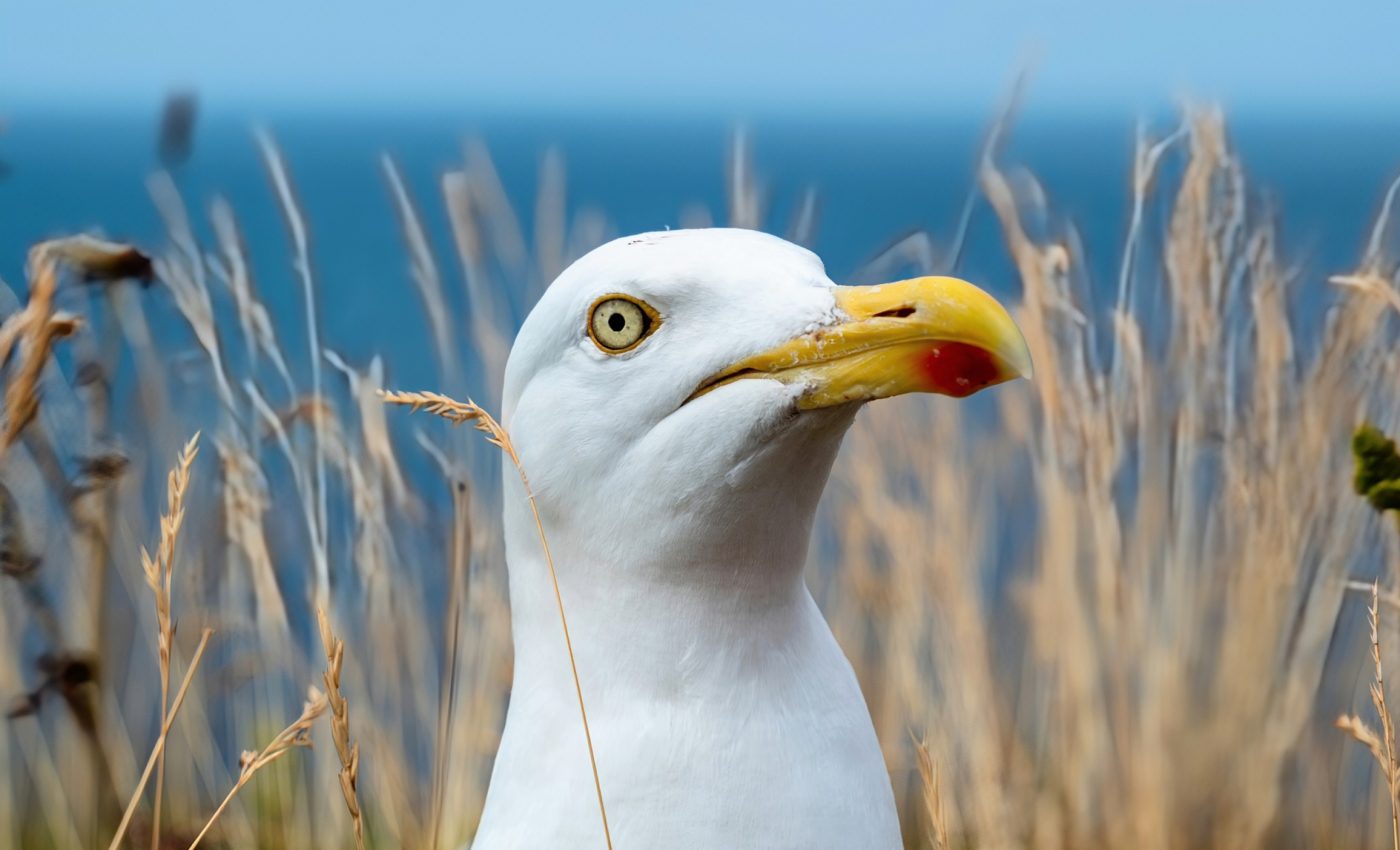 Plastic is harming seabirds even more than we realized