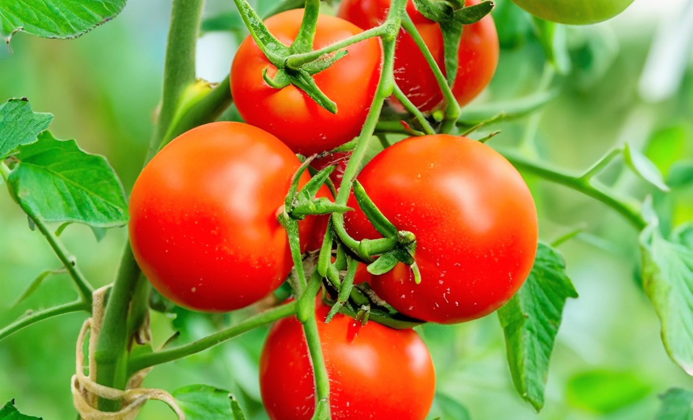 Smarter farming: Silk needles heal crops with precision