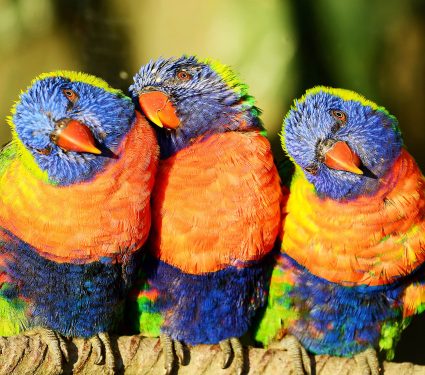 Rainbow,Lorikeets