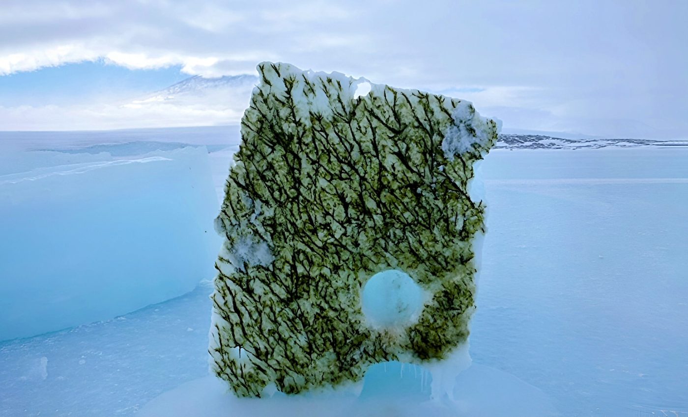 Sea ice loss alters the color of ocean light, and life struggles to adapt