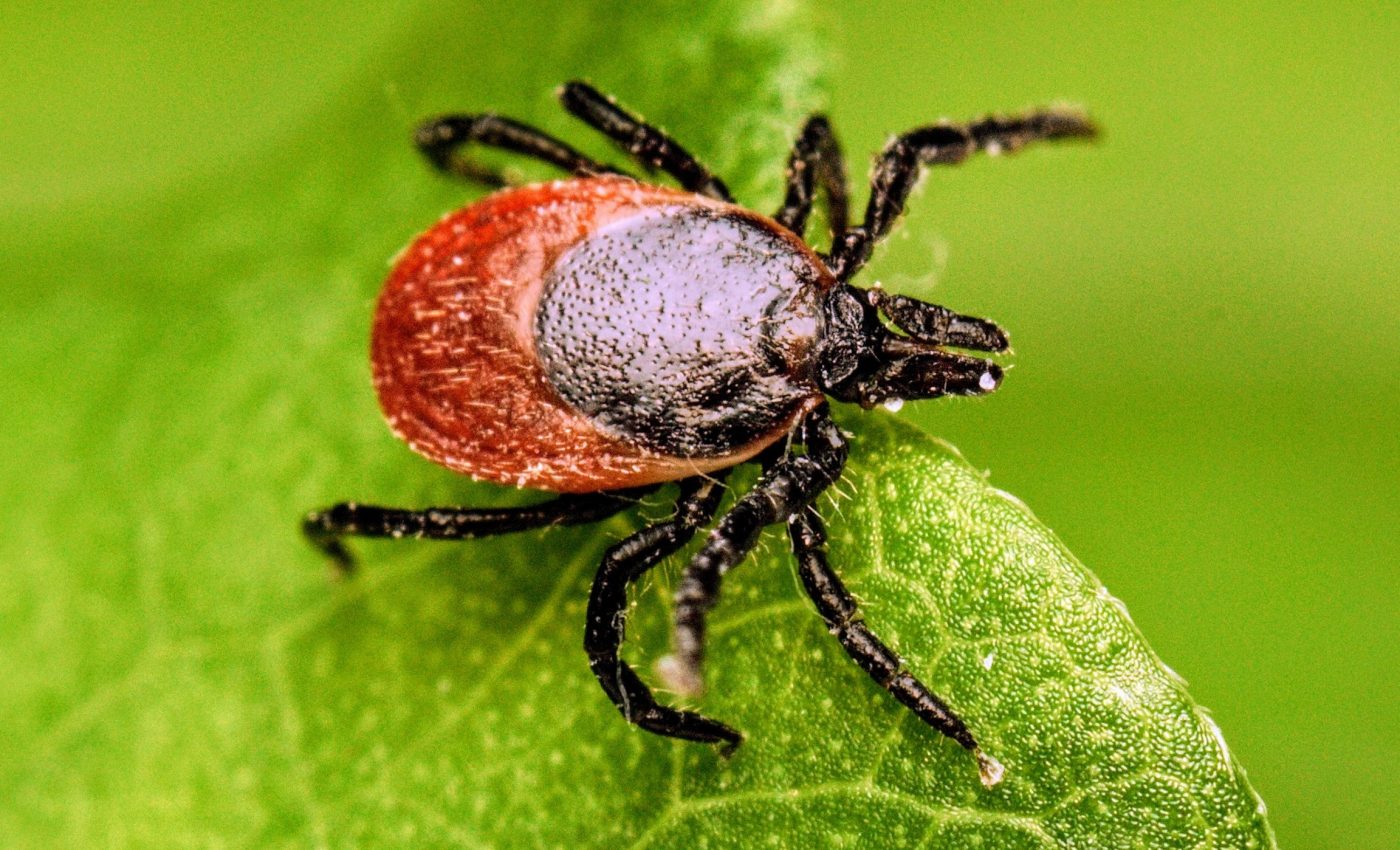 Animals develop natural immunity to ticks after being bitten once