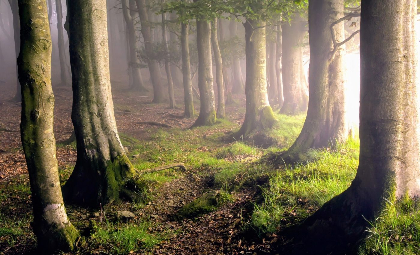 Natural carbon sinks are threatened by droughts and heat waves