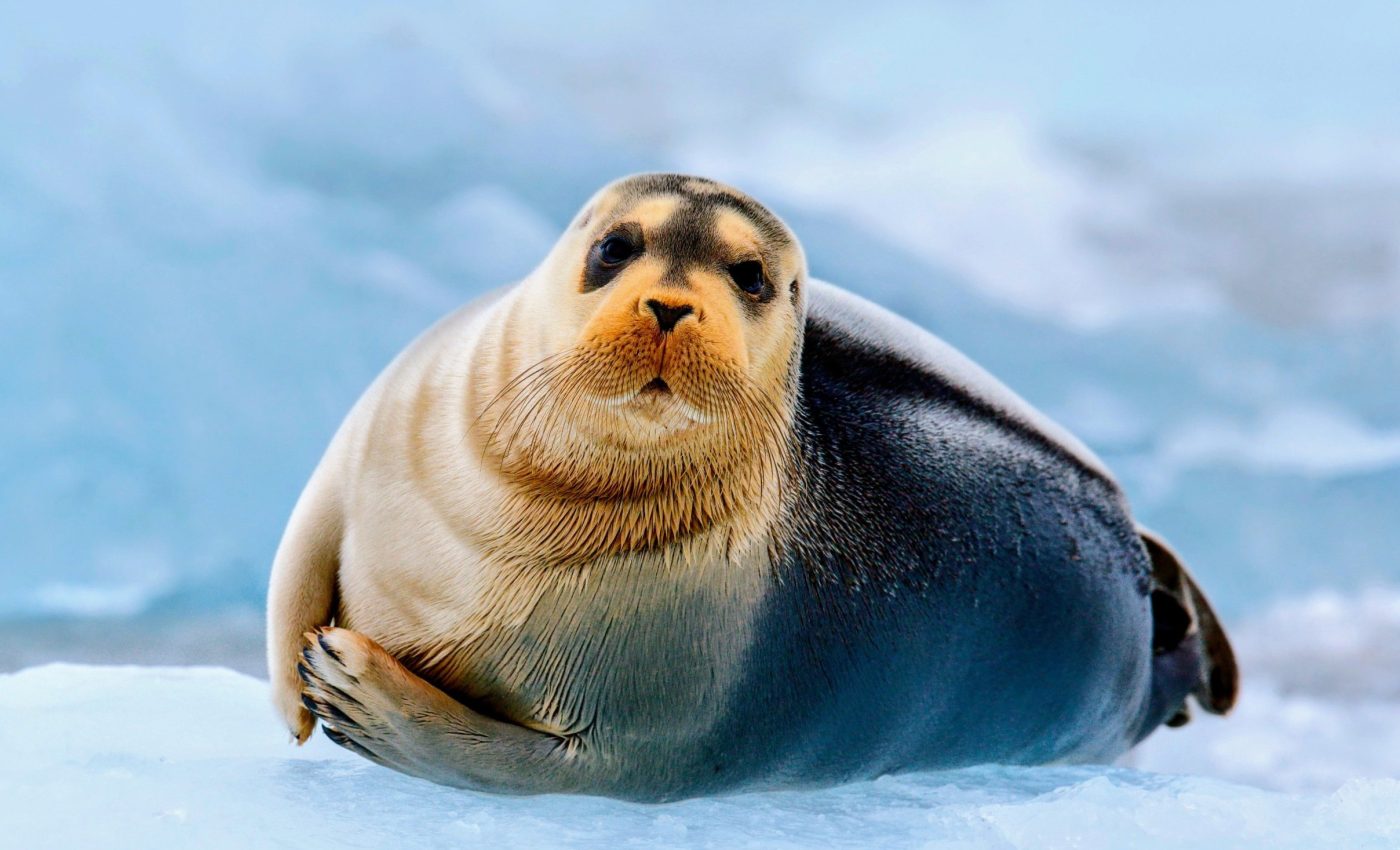 Forever chemicals threaten Arctic wildlife and human health