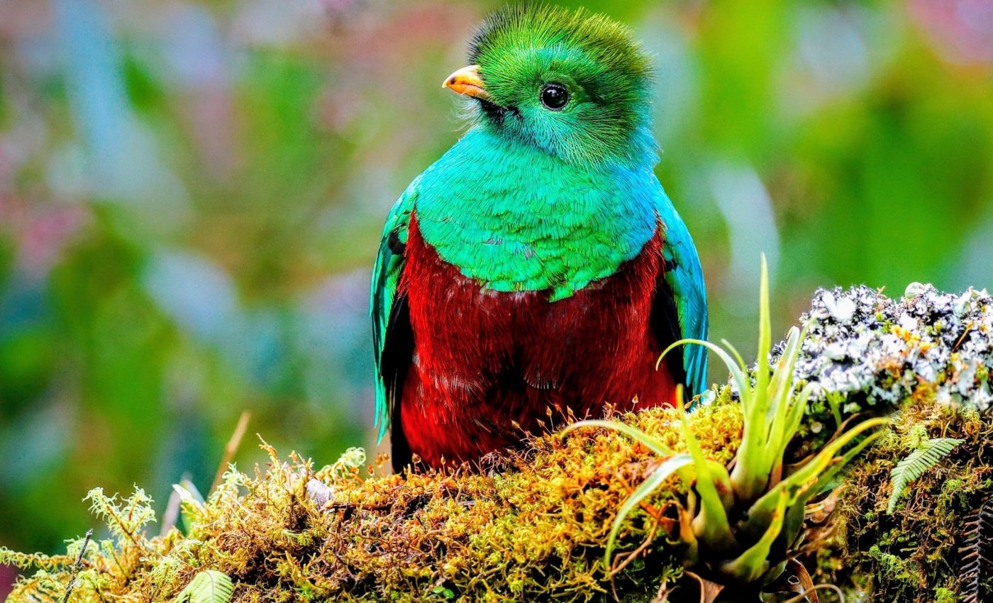 All birds, one tree: Complete evolutionary map reveals hidden links