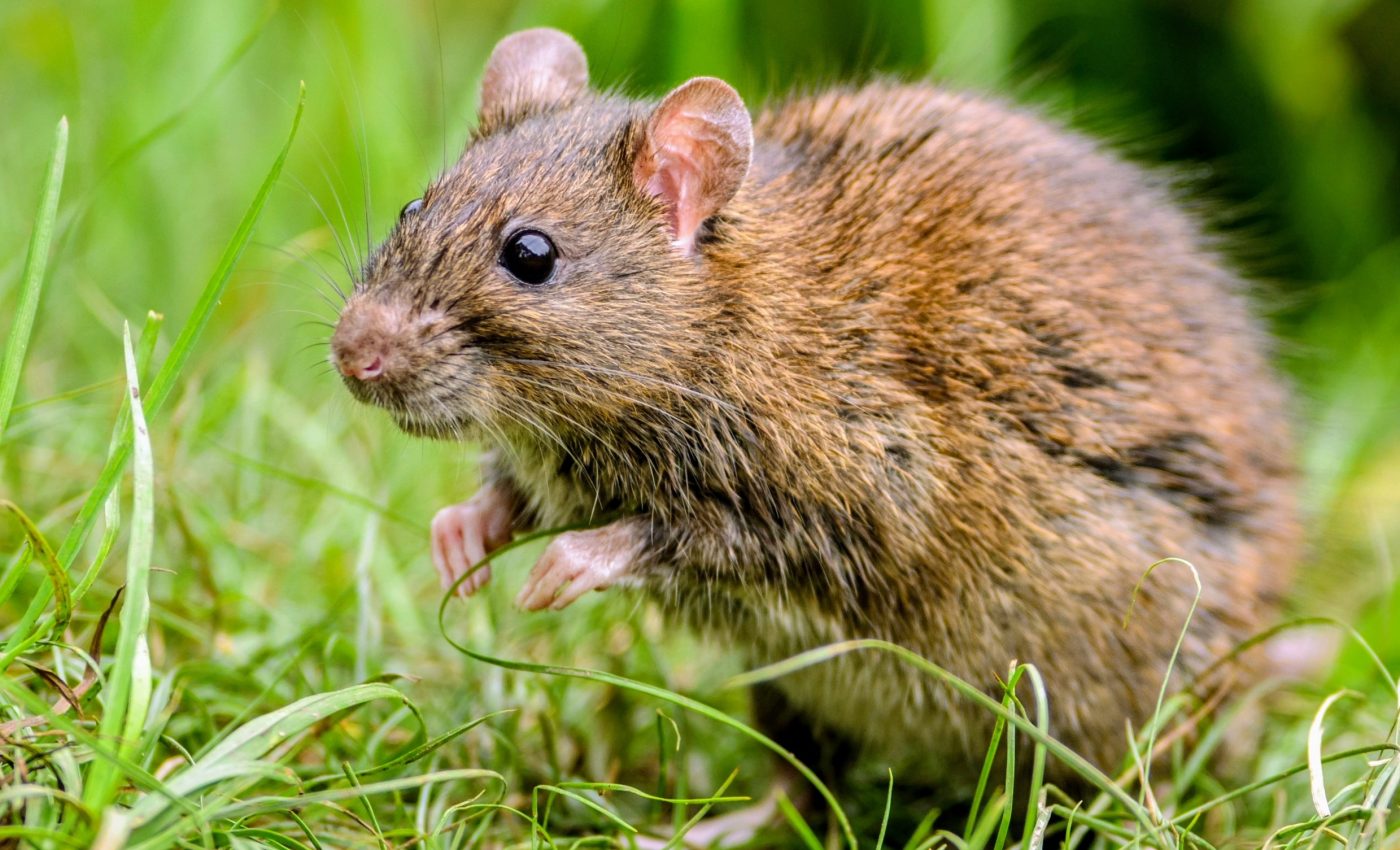 Rats and shrews living close together trade gut bacteria