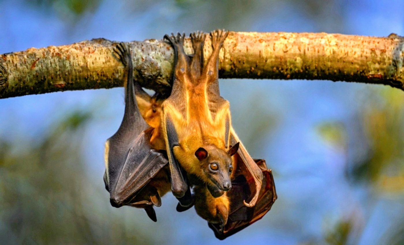 Bats learn which frogs are safe to eat by eavesdropping