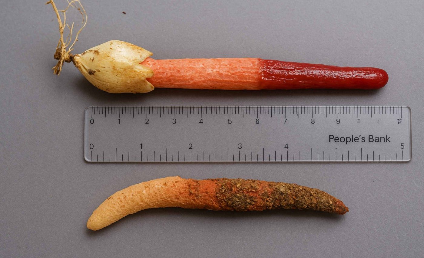 Family photographs a rare 'red cane' and scientists confirm it's a fungus thought to be extinct