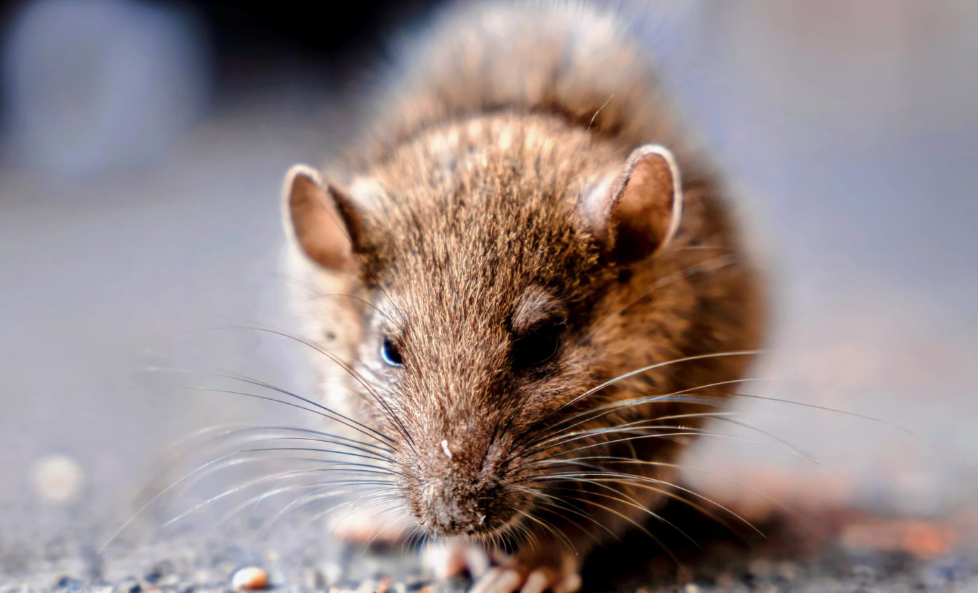 Rats are spreading a deadly disease across cities