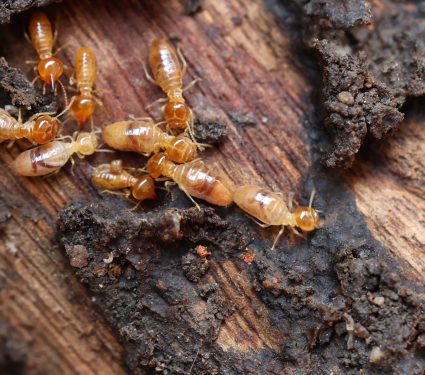 2025/05/Termites-in-rainforests.jpg