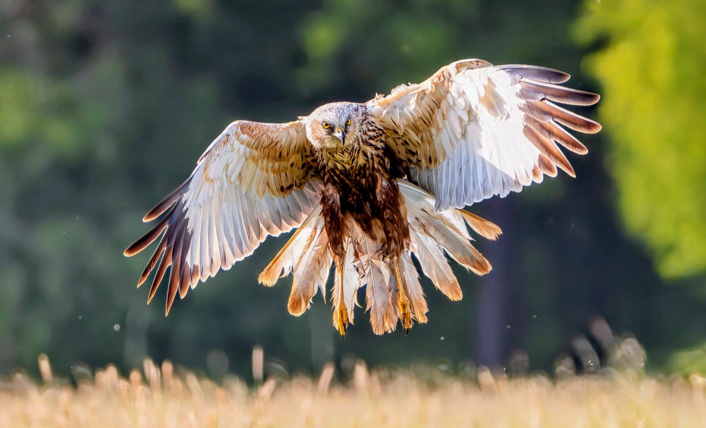 Some hawks evolved super hearing abilities to locate prey