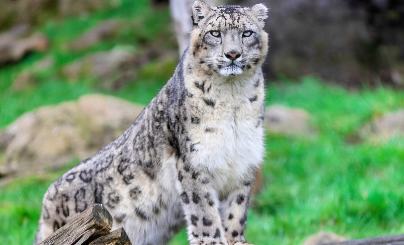 Ghost cats: Scientists used a clever trick to count snow leopards