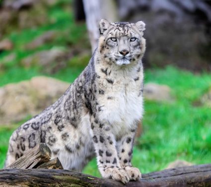2025/05/Snow-leopard-population.jpg