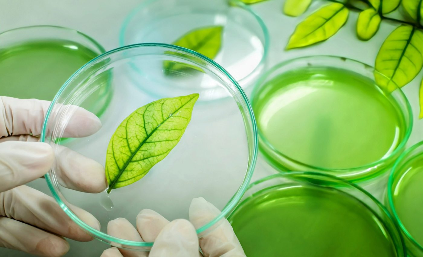 Genetically enhanced crops could help fight climate change