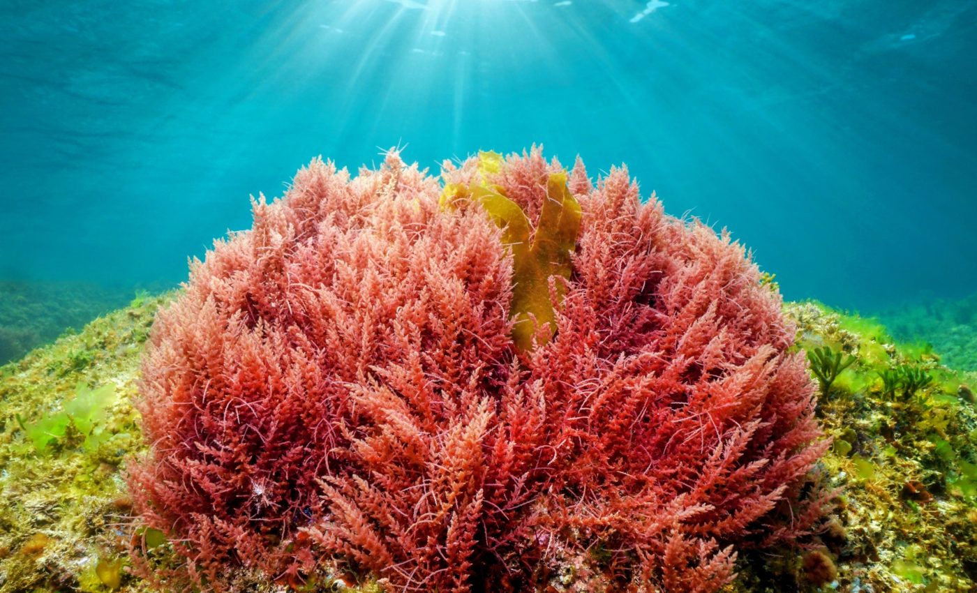 Red algae use color tricks to warn fish they taste bad