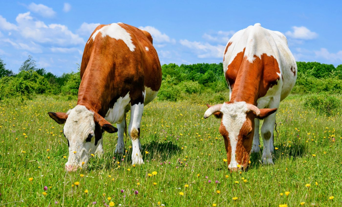 Popular types of cheese are beginning to taste different due to what cows are eating