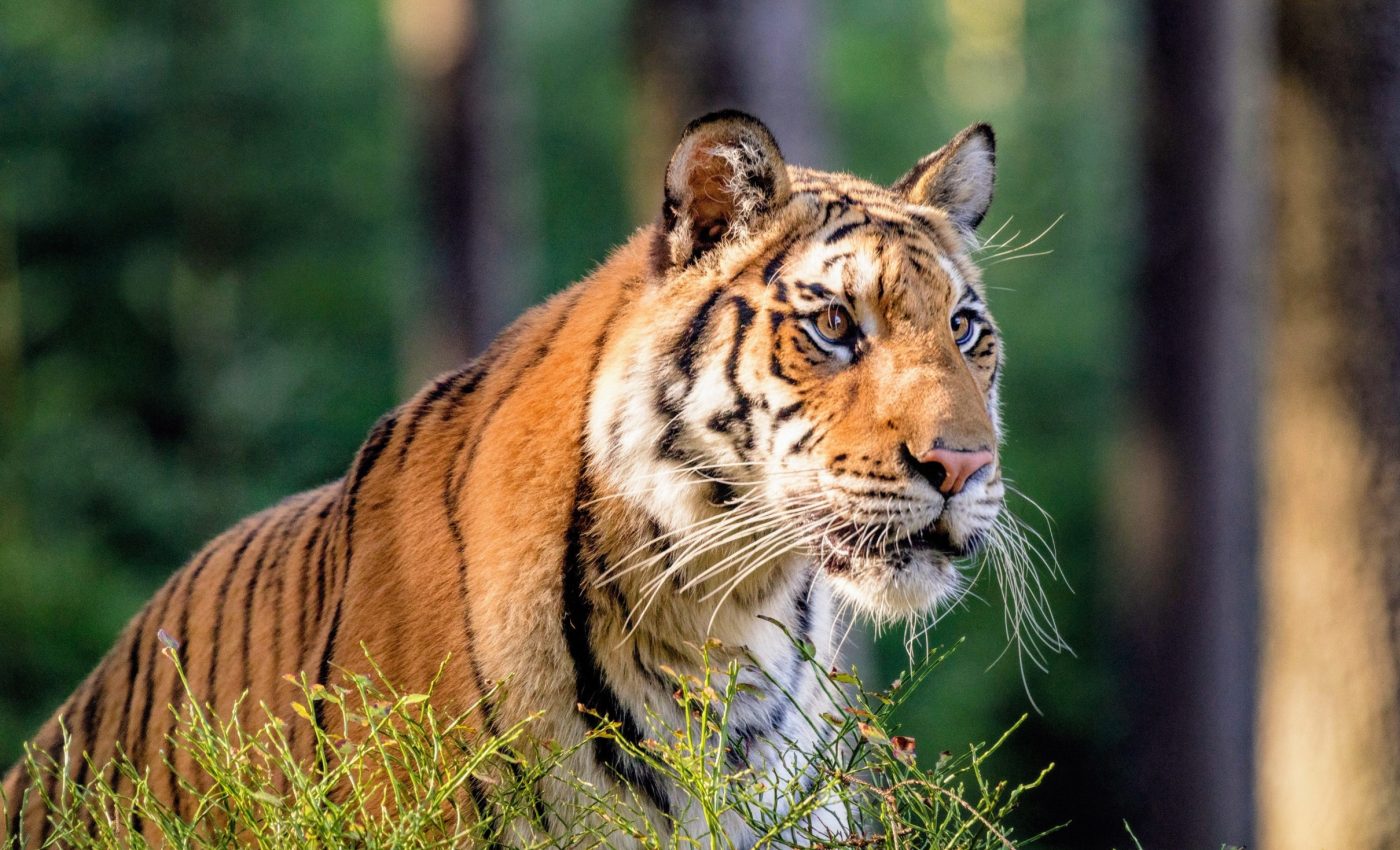 North Korea's wildlife trade targets endangered animals