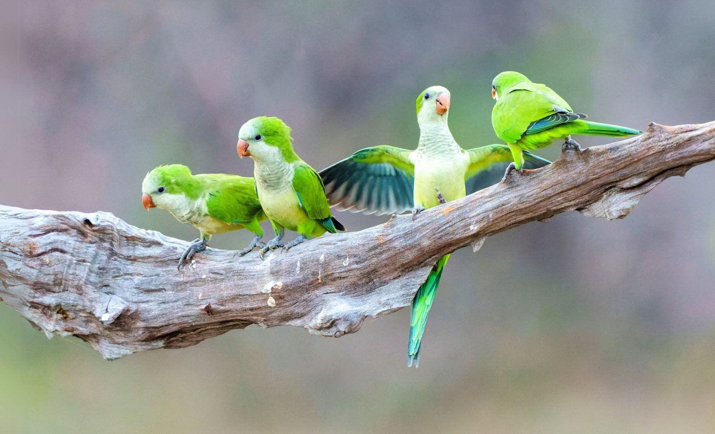 Monk parakeets develop a unique voice to navigate social life