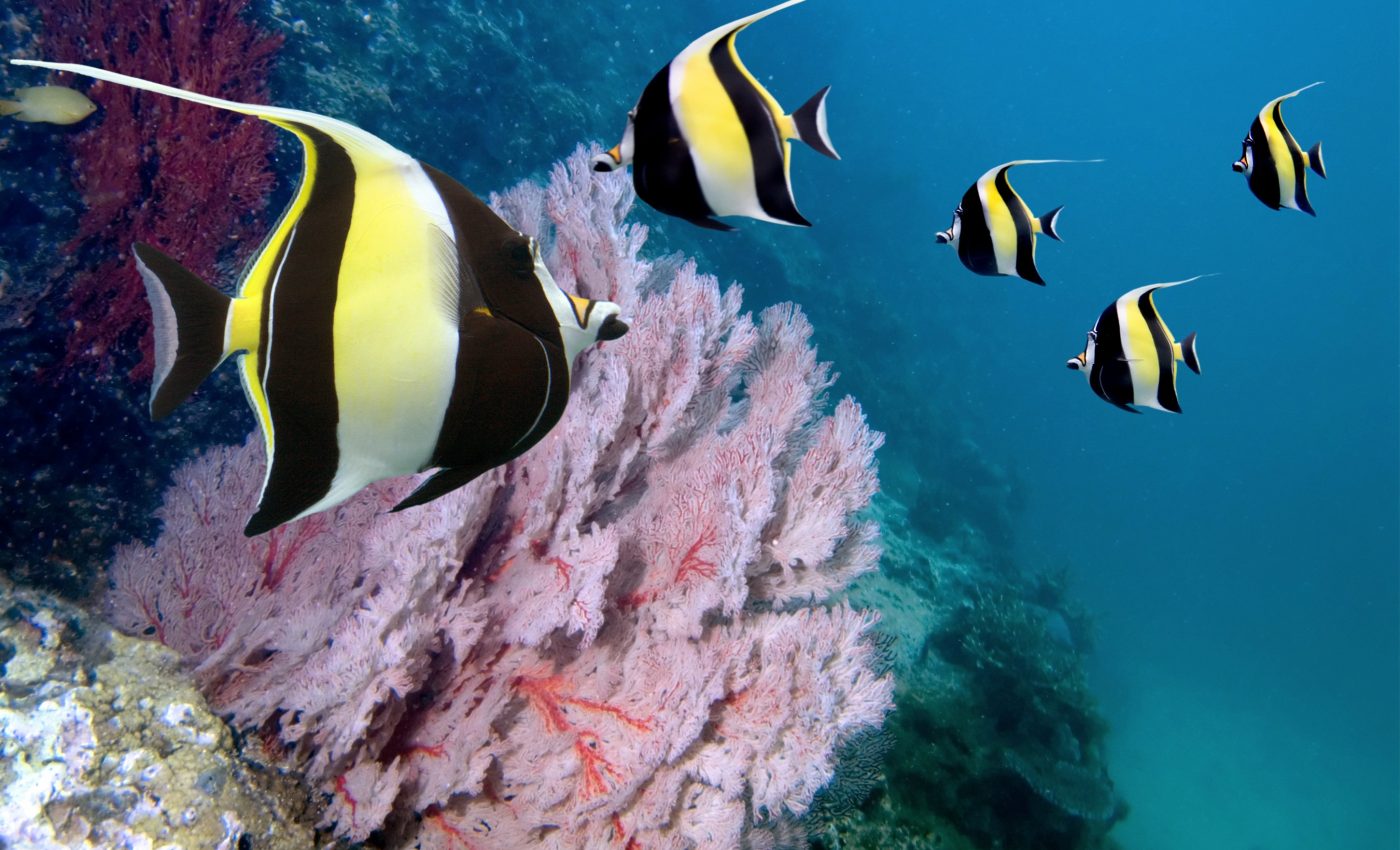 Fish use a 'jaw twist' to access more food on coral reefs