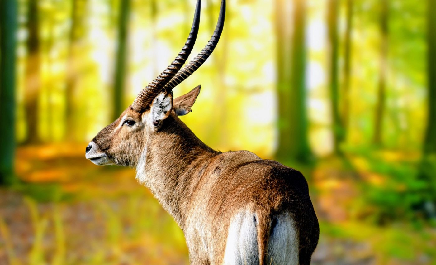 Search for the mythical Asian unicorn: New genetic clues emerge