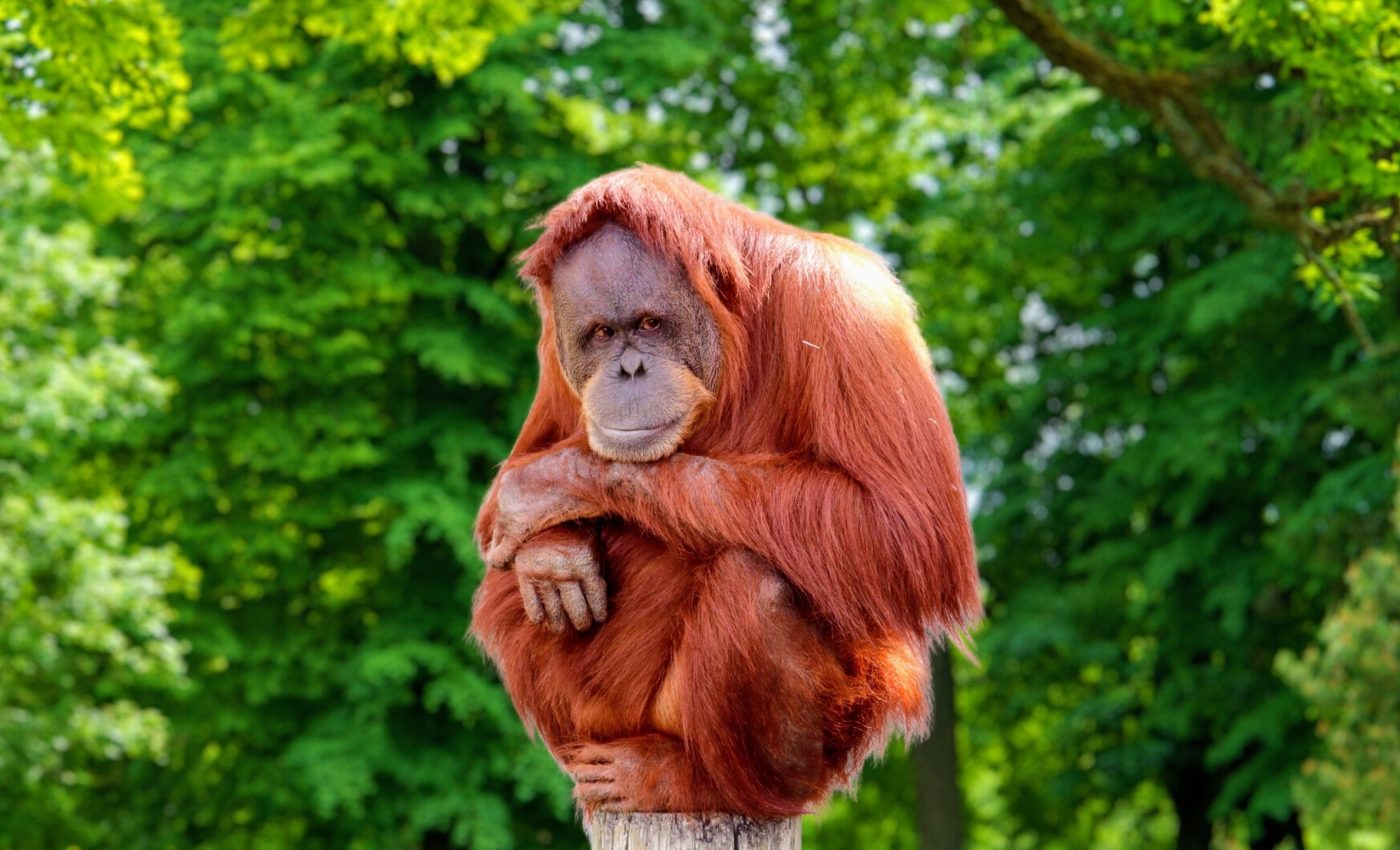 Most endangered primate species identified in new report