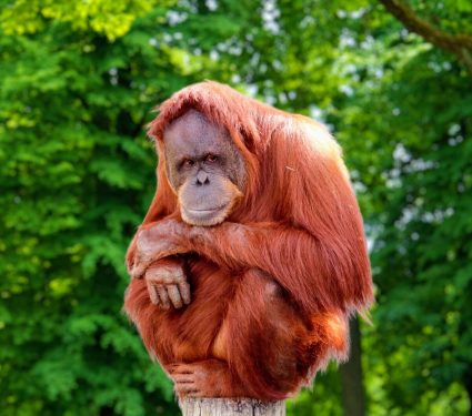 2025/05/Endangered-primate.jpg