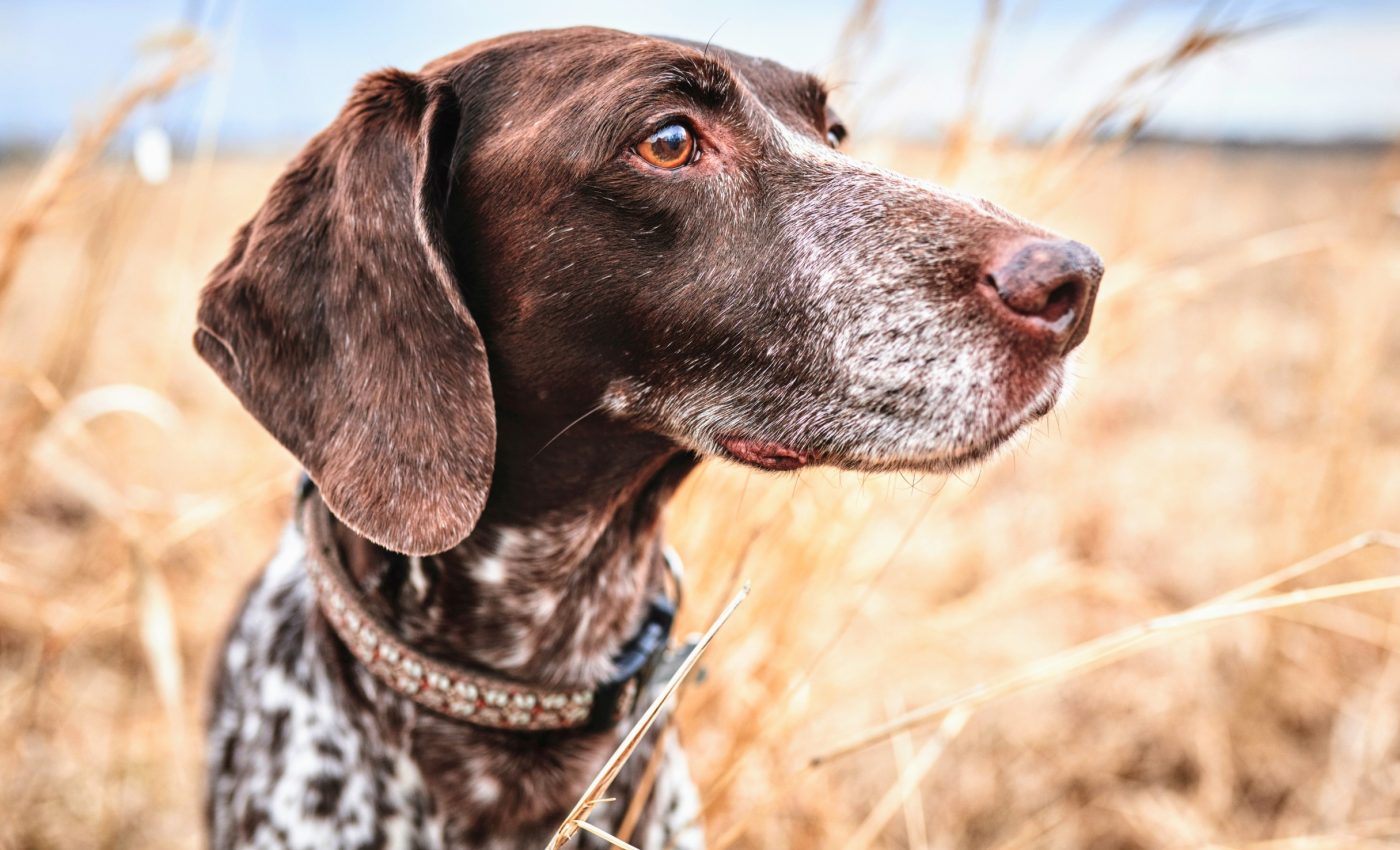 Dog nose shapes could help explain human birth defects