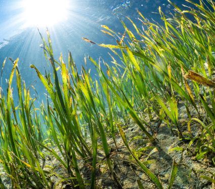 2025/05/Seagrass-carbon.jpg
