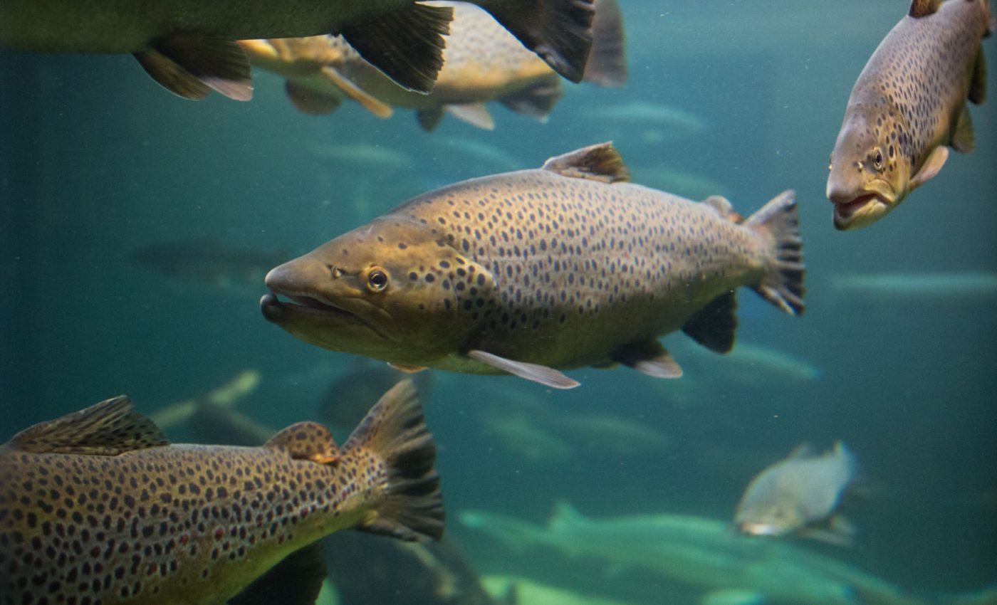 When dinosaurs roamed, salmon swarmed in Arctic rivers