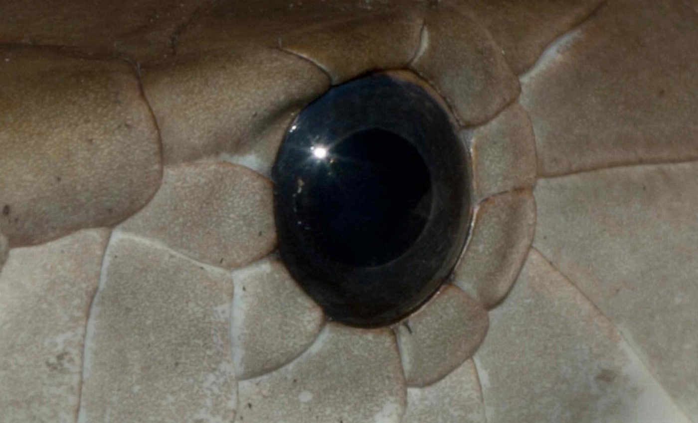 New species of tree snakes with completely black eyes is discovered